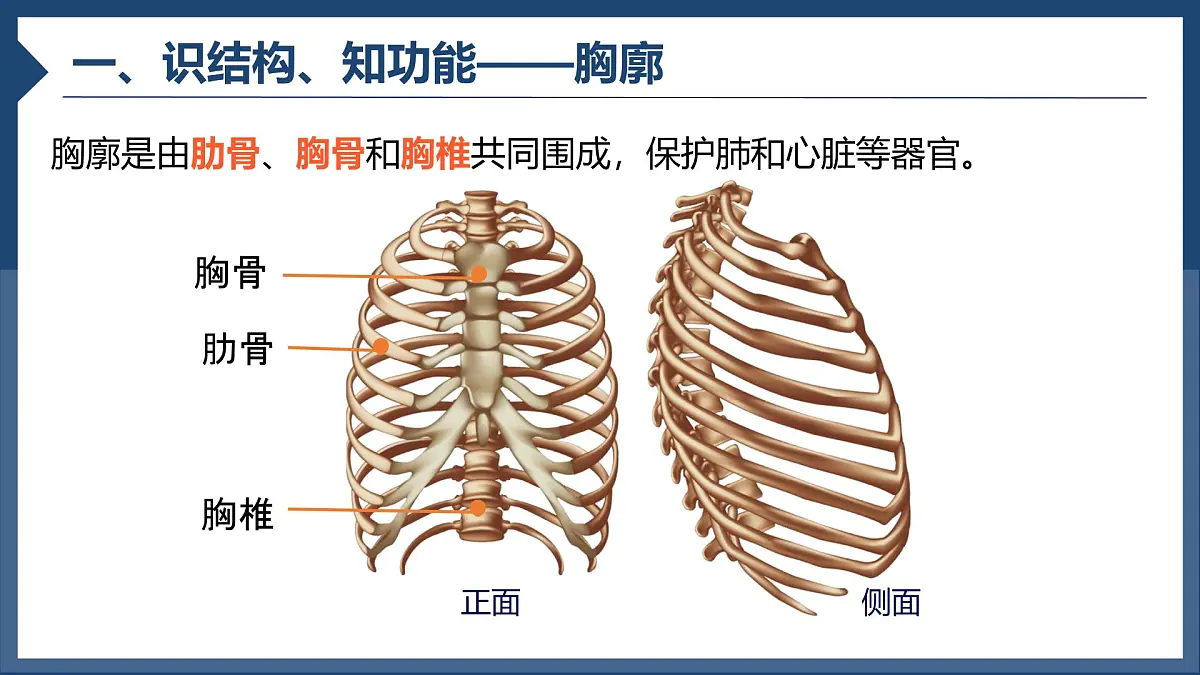 初中生物人教版（2024）七年级下册4.3.2 发生在肺内的气体交换 课件第3页