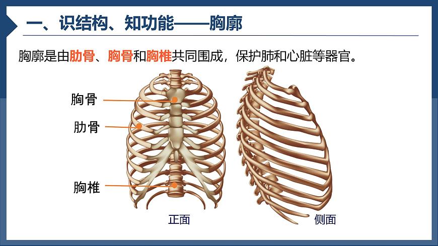 初中生物人教版（2024）七年级下册4.3.2 发生在肺内的气体交换 课件第3页
