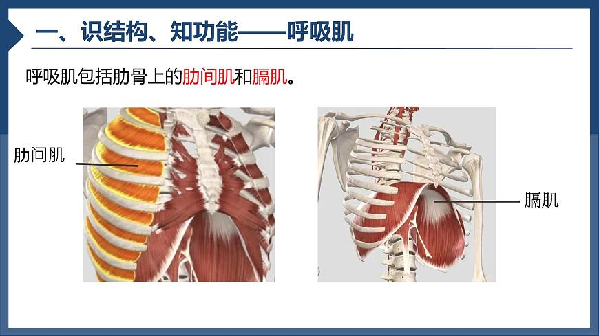 初中生物人教版（2024）七年级下册4.3.2 发生在肺内的气体交换 课件第4页