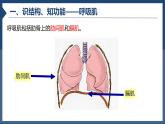 初中生物人教版（2024）七年级下册4.3.2 发生在肺内的气体交换 课件