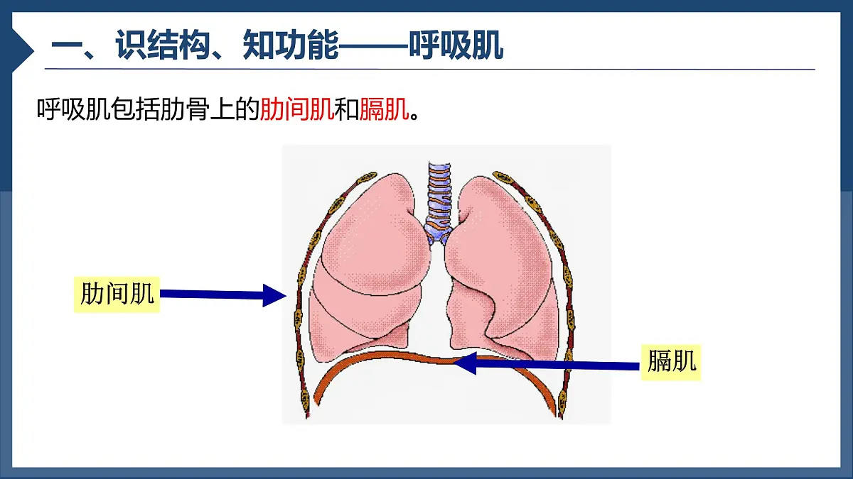 初中生物人教版（2024）七年级下册4.3.2 发生在肺内的气体交换 课件第5页
