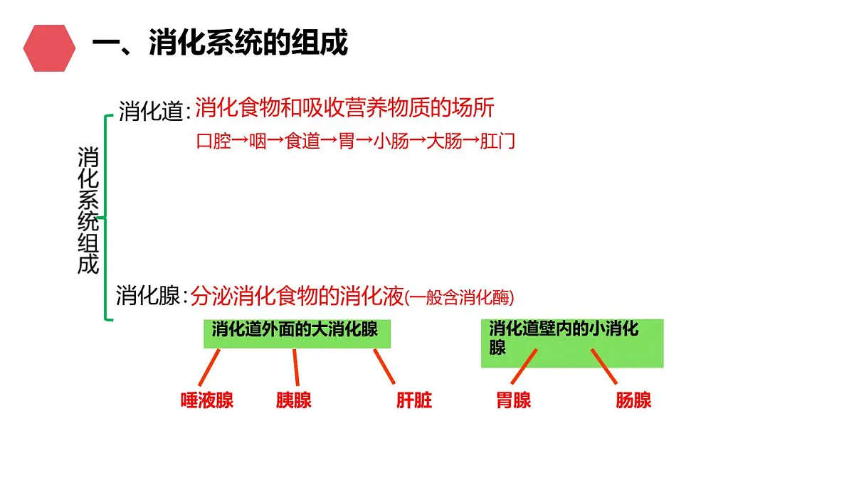 初中生物人教版（2024）七年级下册4.2.2 消化和吸收 课件第3页