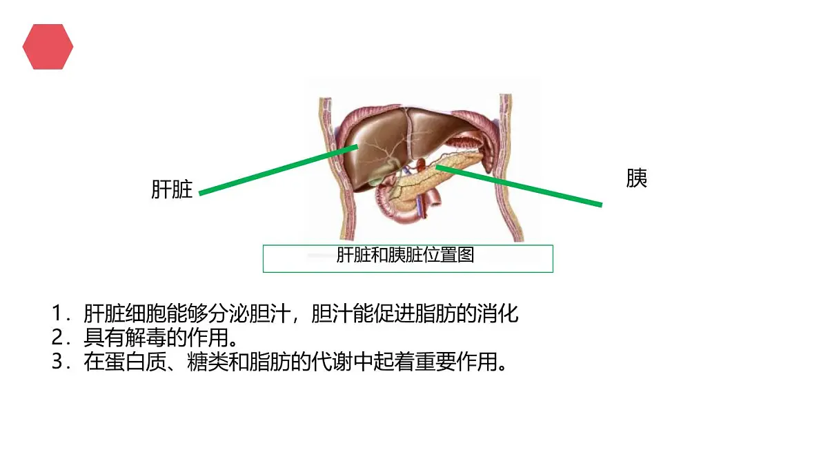 初中生物人教版（2024）七年级下册4.2.2 消化和吸收 课件第7页