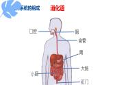 初中生物人教版（2024）七年级下册4.2.2 消化和吸收 课件
