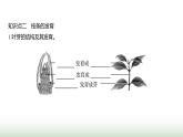 人教版七年级生物下册第三单元第一章第二节植株的生长课件