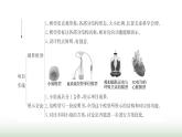 人教版七年級(jí)生物下冊(cè)綜合實(shí)踐項(xiàng)目2設(shè)計(jì)并制作人體結(jié)構(gòu)模型課件