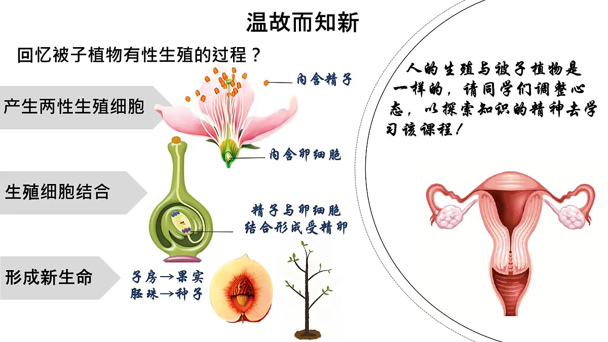 初中生物人教版（2024）七年级下册4.1.1 人的生殖 课件第3页