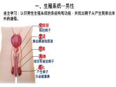 初中生物人教版（2024）七年級(jí)下冊(cè)4.1.1 人的生殖 課件