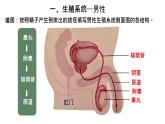 初中生物人教版（2024）七年級(jí)下冊(cè)4.1.1 人的生殖 課件