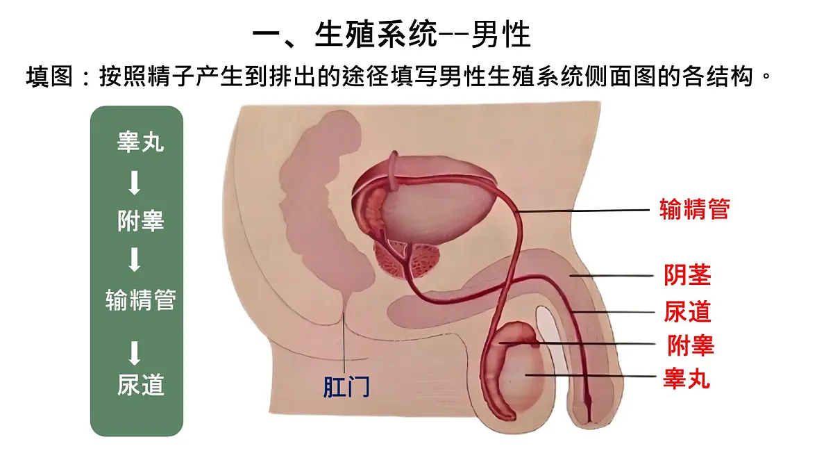 初中生物人教版（2024）七年级下册4.1.1 人的生殖 课件第5页