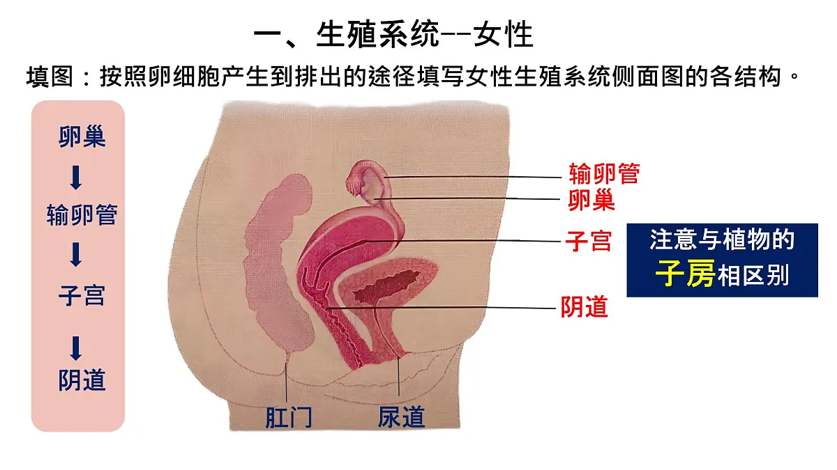初中生物人教版（2024）七年级下册4.1.1 人的生殖 课件第7页
