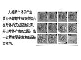 初中生物人教版（2024）七年級(jí)下冊(cè)4.1.1 人的生殖 課件