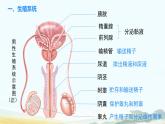初中生物人教版（2024）七年級(jí)下冊(cè)4.1.1 人的生殖 課件