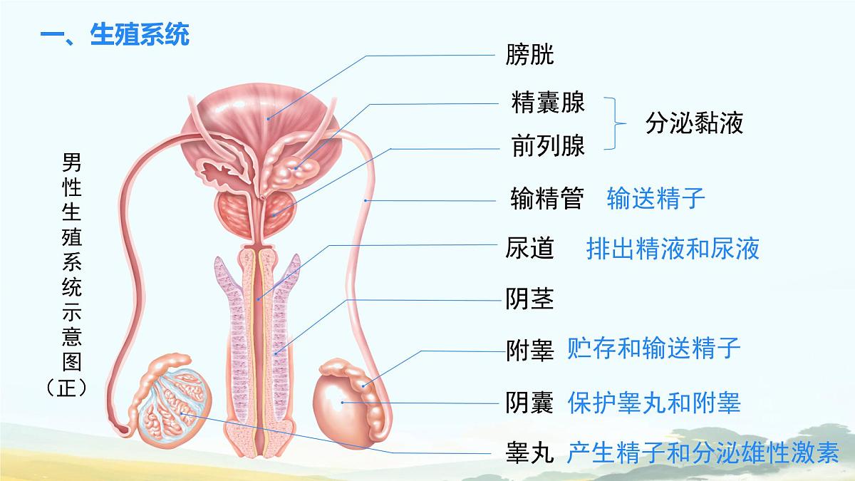 初中生物人教版（2024）七年级下册4.1.1 人的生殖 课件第5页