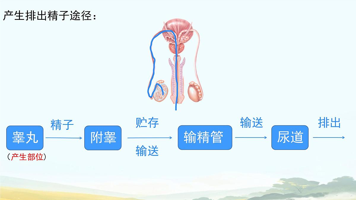 初中生物人教版（2024）七年级下册4.1.1 人的生殖 课件第7页