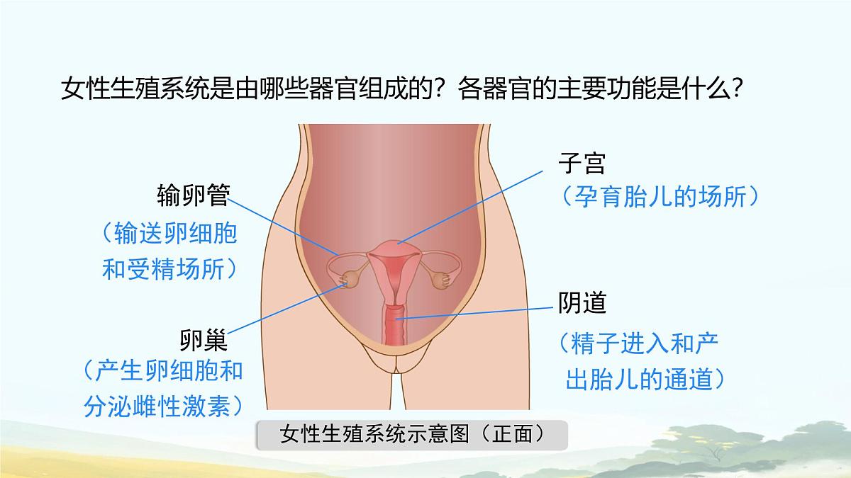初中生物人教版（2024）七年级下册4.1.1 人的生殖 课件第8页