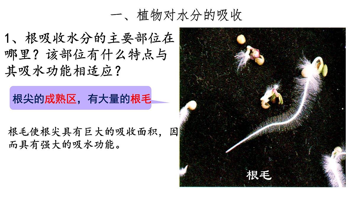 初中生物人教版（2024）七年级下册3.2.1 水的利用与散失 课件第3页