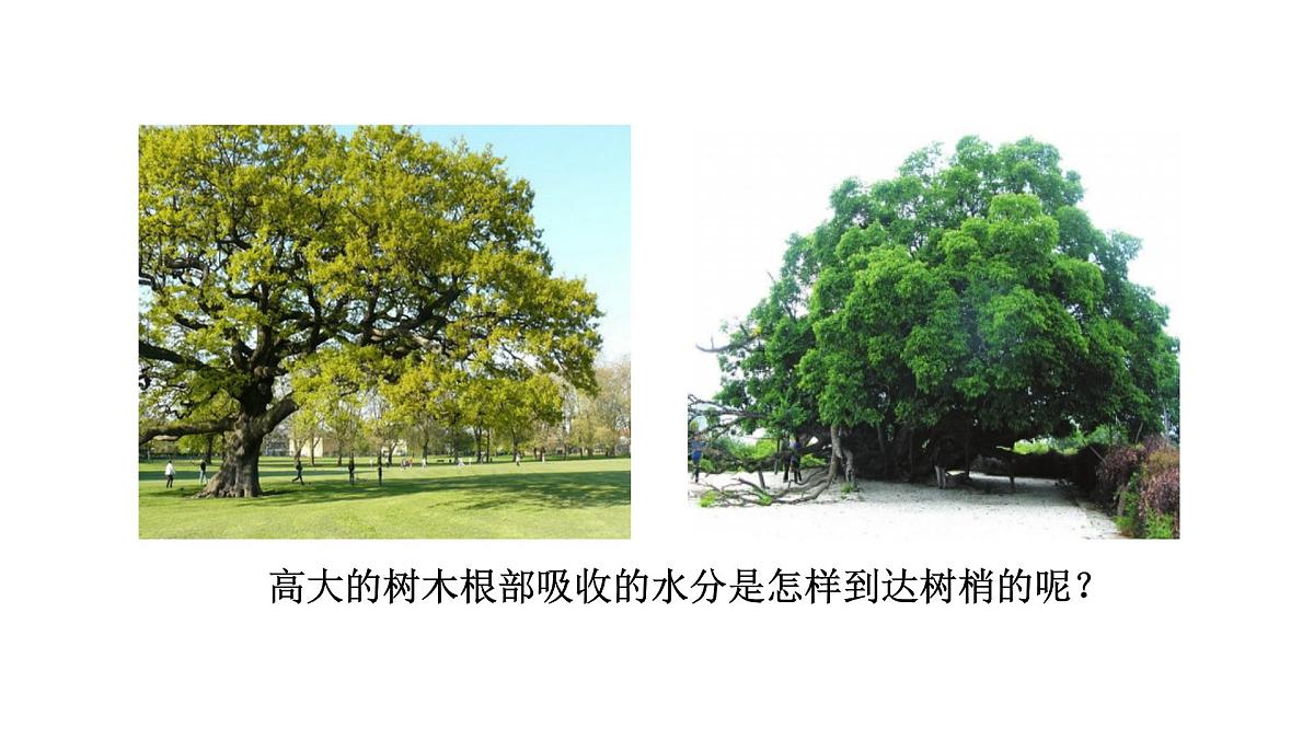 初中生物人教版（2024）七年级下册3.2.1 水的利用与散失 课件第4页