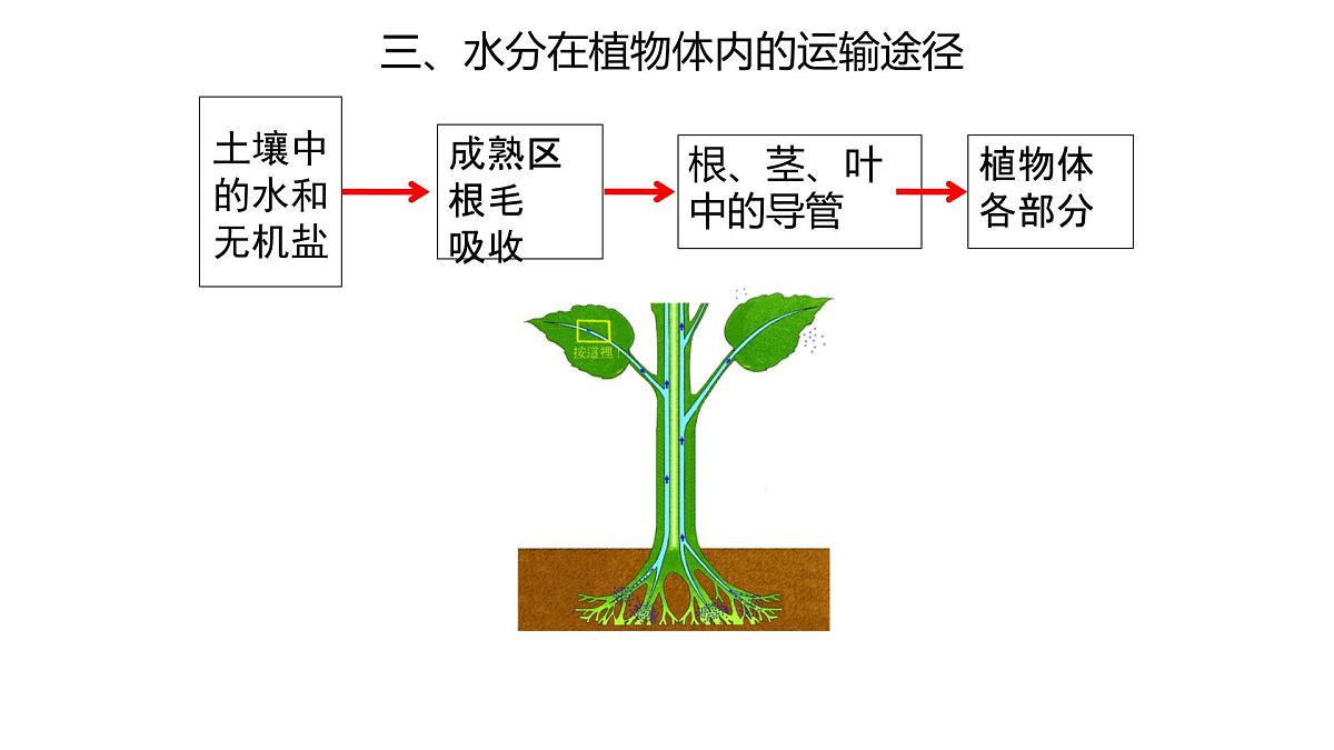 初中生物人教版（2024）七年级下册3.2.1 水的利用与散失 课件第6页