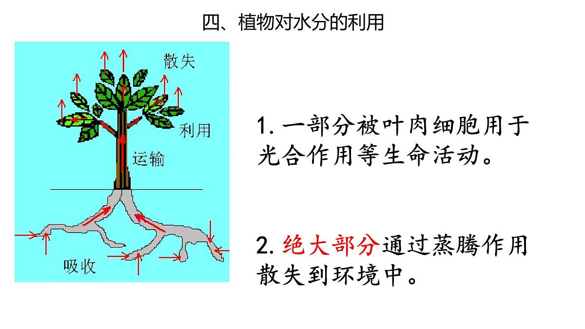 初中生物人教版（2024）七年级下册3.2.1 水的利用与散失 课件第7页