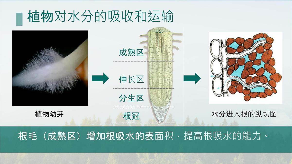 初中生物人教版（2024）七年级下册3.2.1 水的利用与散失 课件第3页