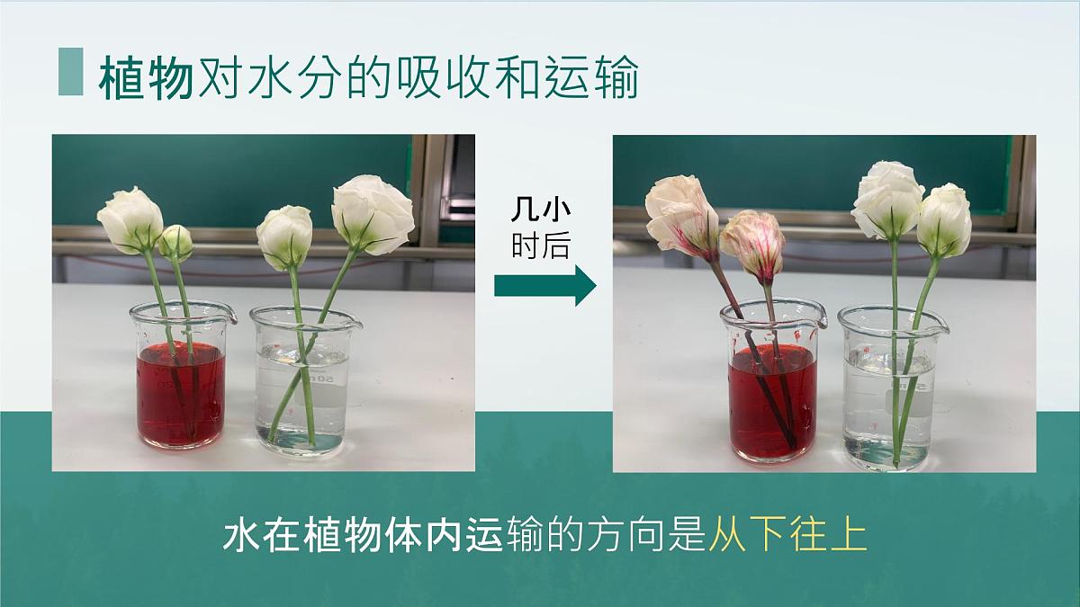 初中生物人教版（2024）七年级下册3.2.1 水的利用与散失 课件第4页