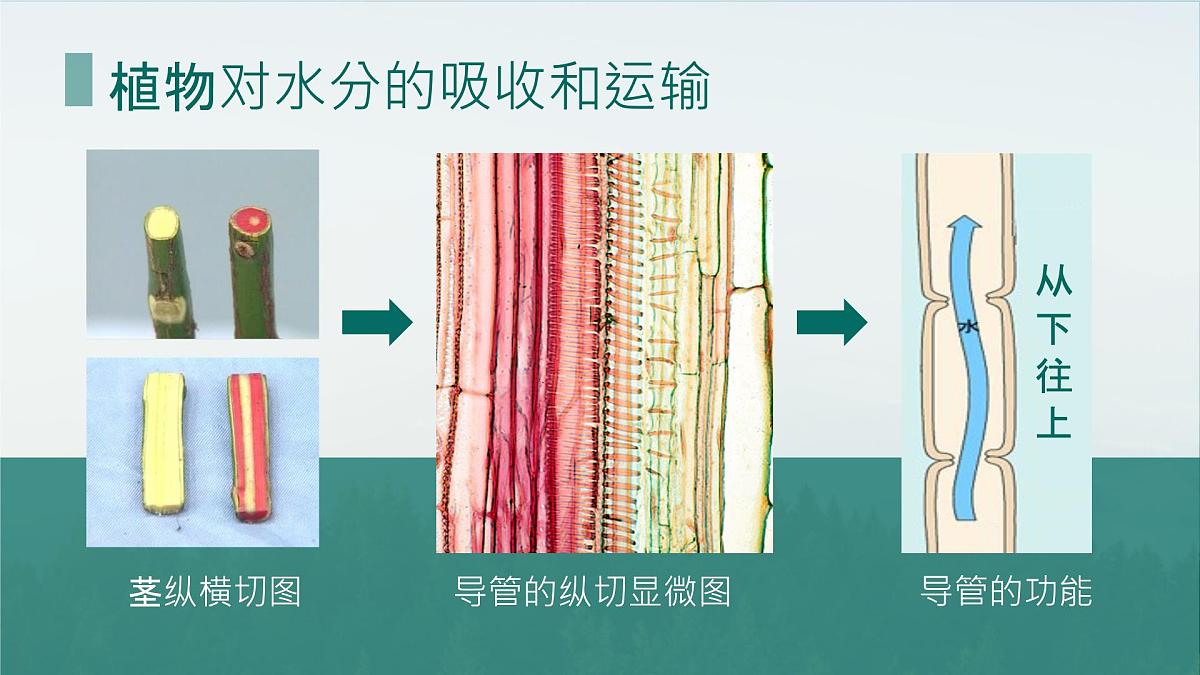 初中生物人教版（2024）七年级下册3.2.1 水的利用与散失 课件第5页