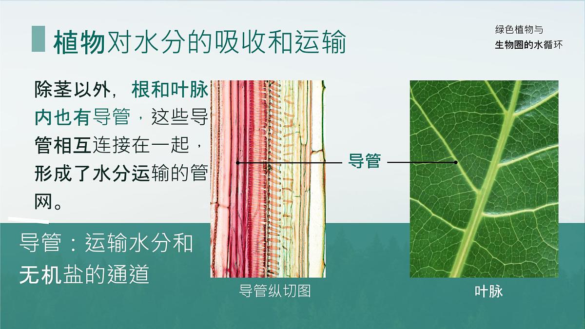 初中生物人教版（2024）七年级下册3.2.1 水的利用与散失 课件第6页