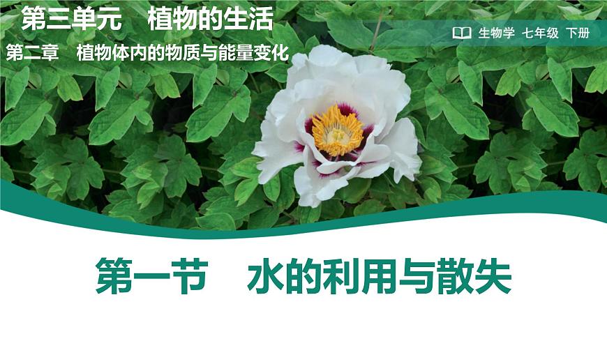 初中生物人教版（2024）七年级下册3.2.1 水的利用与散失 课件第2页
