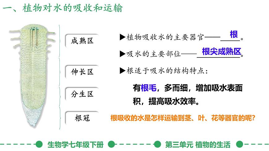 初中生物人教版（2024）七年级下册3.2.1 水的利用与散失 课件第4页