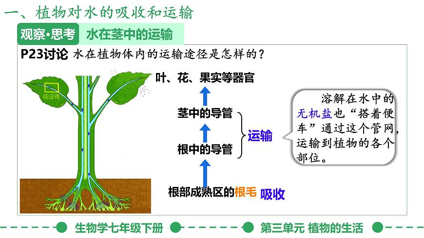 初中生物人教版（2024）七年级下册3.2.1 水的利用与散失 课件第8页