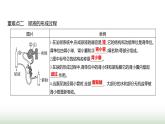 人教版七年級生物下冊第四單元綜合回顧(三)課件