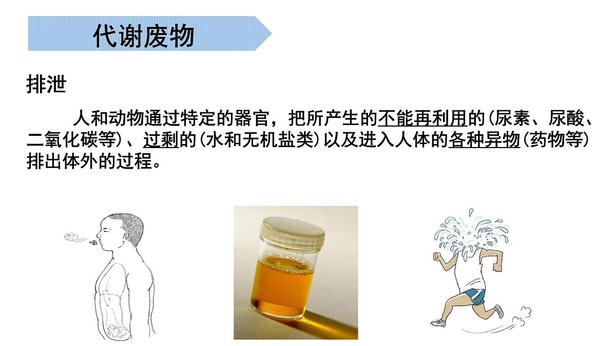 第2章 生物的排泄 2025学年七年级生物下学期期中考点大串讲（北京版2024）课件第3页