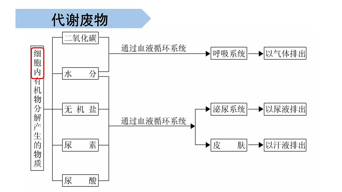 第2章 生物的排泄 2025学年七年级生物下学期期中考点大串讲（北京版2024）课件第4页