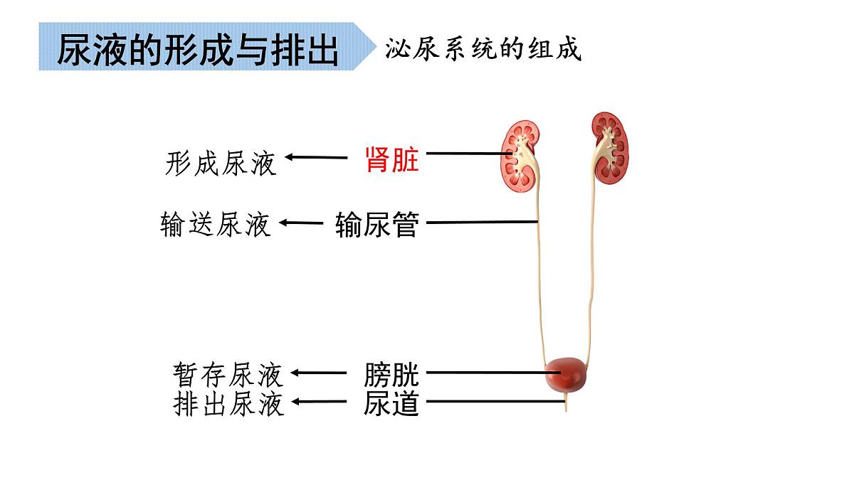 第2章 生物的排泄 2025学年七年级生物下学期期中考点大串讲（北京版2024）课件第6页