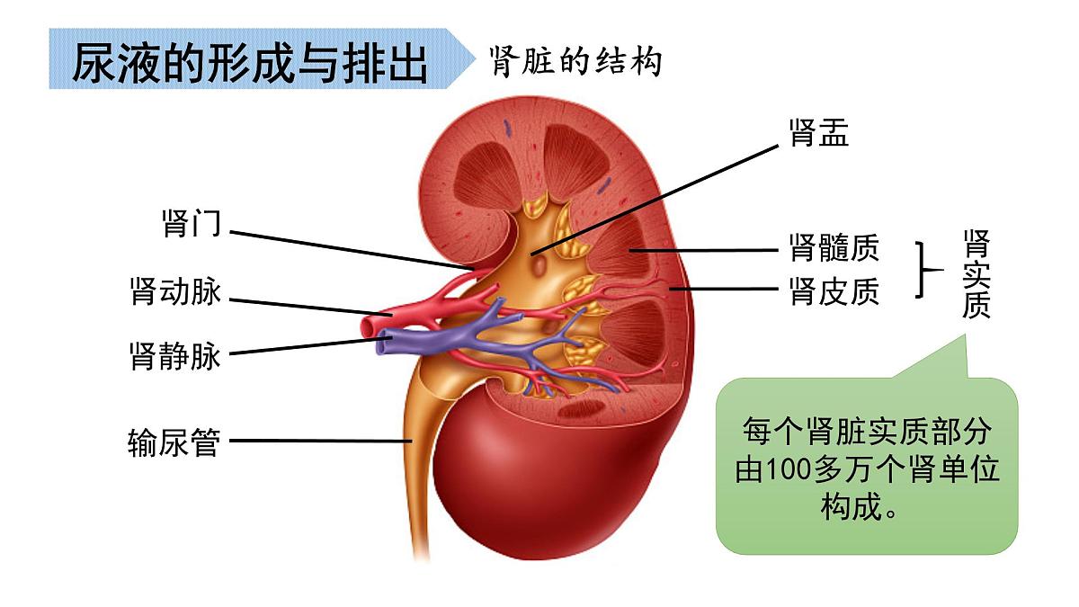 第2章 生物的排泄 2025学年七年级生物下学期期中考点大串讲（北京版2024）课件第7页