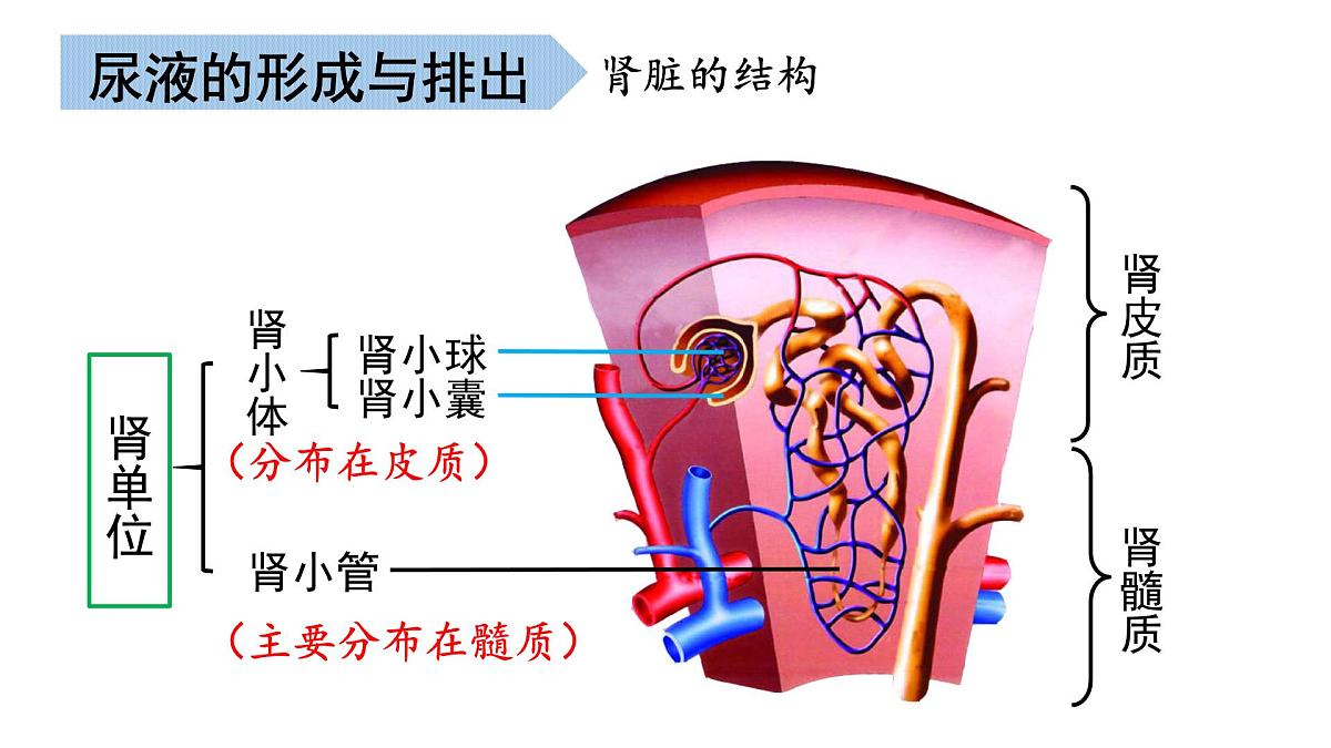 第2章 生物的排泄 2025学年七年级生物下学期期中考点大串讲（北京版2024）课件第8页