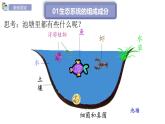 初中生物蘇教版（2024）七年級(jí)下冊(cè)3.7.1 生態(tài)系統(tǒng)的構(gòu)成第2課時(shí) 課件
