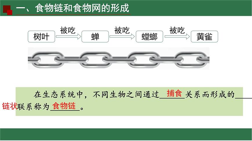 初中生物苏教版（2024）七年级下册3.7.2 食物链和食物网 课件第3页