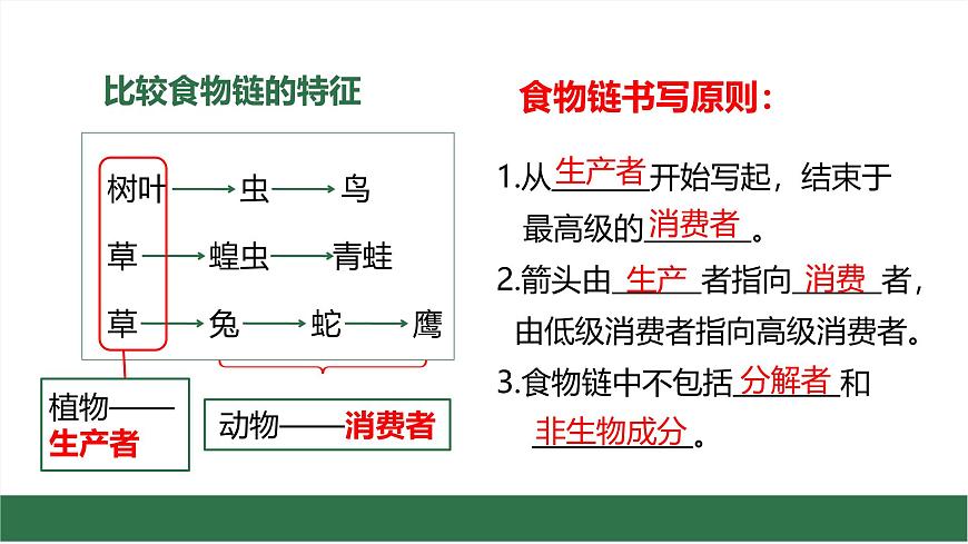 初中生物苏教版（2024）七年级下册3.7.2 食物链和食物网 课件第4页