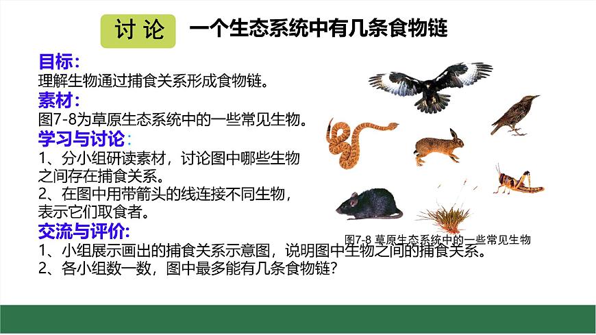 初中生物苏教版（2024）七年级下册3.7.2 食物链和食物网 课件第6页