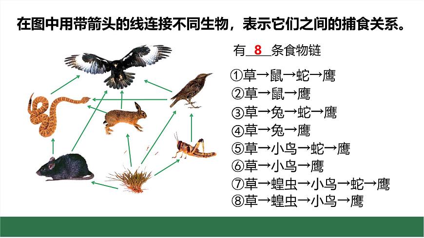 初中生物苏教版（2024）七年级下册3.7.2 食物链和食物网 课件第7页