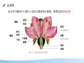 初中生物蘇教版（2024）七年級下冊4.9.3 植物的繁殖 課件