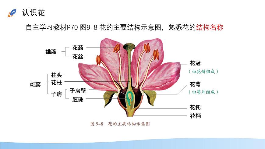 初中生物苏教版（2024）七年级下册4.9.3 植物的繁殖 课件第4页
