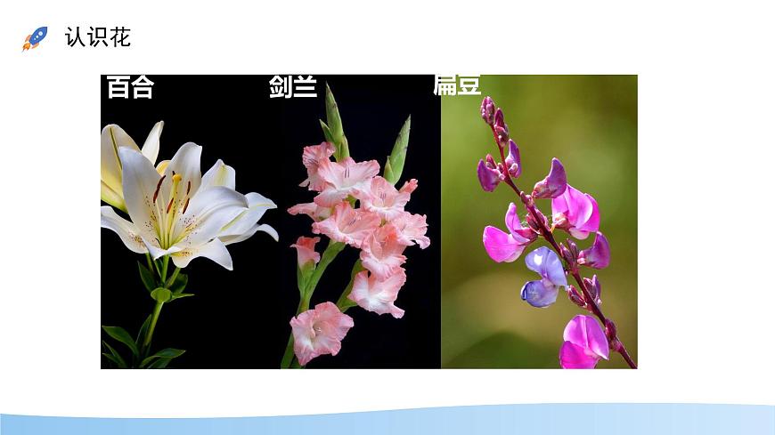 初中生物苏教版（2024）七年级下册4.9.3 植物的繁殖 课件第6页