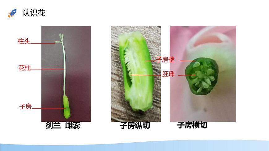 初中生物苏教版（2024）七年级下册4.9.3 植物的繁殖 课件第8页
