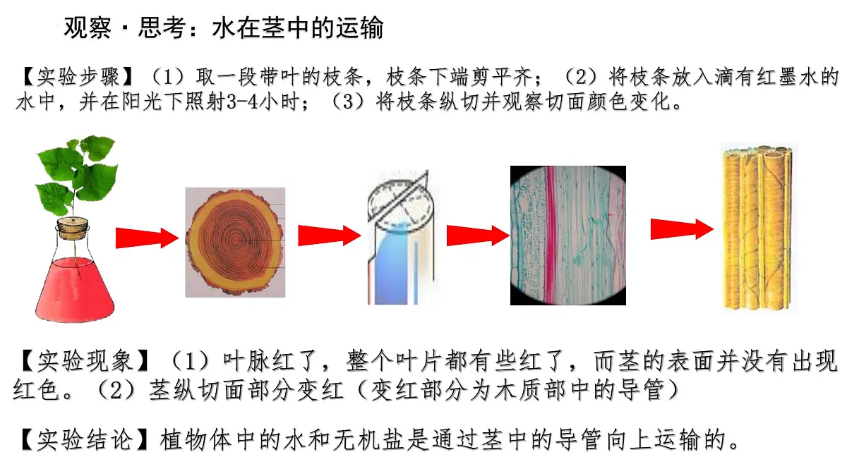 初中生物人教版（2024）七年级下册3.2.1 水的利用与散失 课件第5页