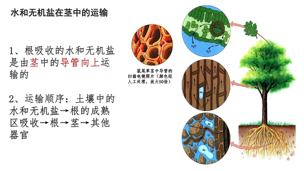 初中生物人教版（2024）七年级下册3.2.1 水的利用与散失 课件第6页