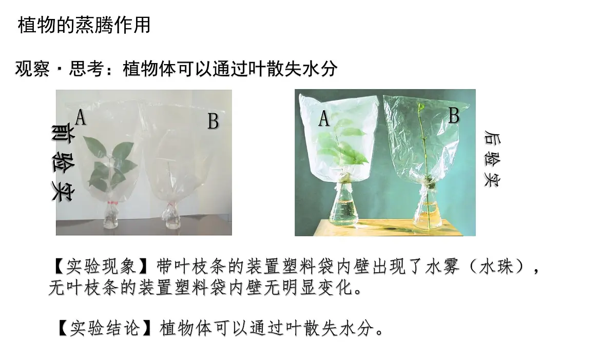 初中生物人教版（2024）七年级下册3.2.1 水的利用与散失 课件第7页
