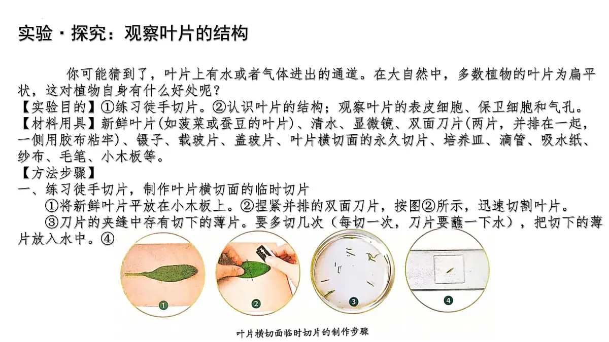 初中生物人教版（2024）七年级下册3.2.1 水的利用与散失 课件第8页